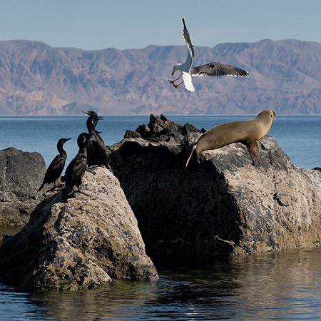 Destino destacado Bahía de los Ángeles