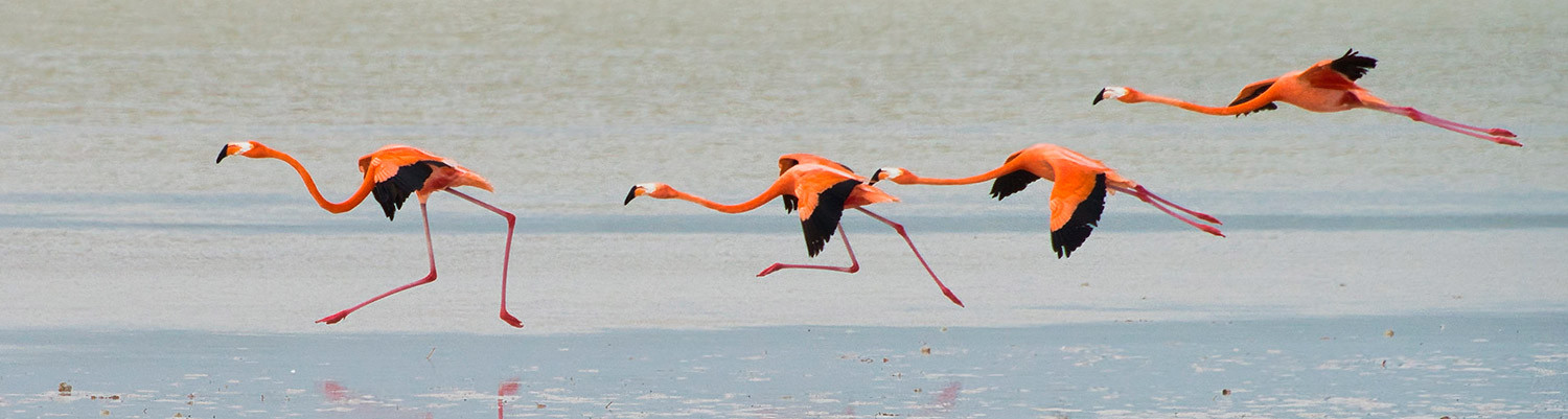 Banner Las Coloradas