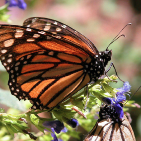 Reserva de la biosfera de la mariposa monarca