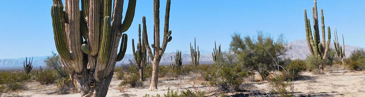 Banner Valle de los Gigantes (Giants Valley)