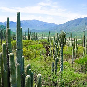 Top destination Tehuacán - Cuicatlán Biosphere Reserve