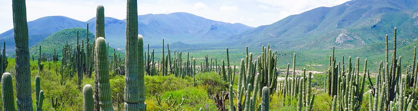 Banner Reserva de la Biosfera Tehuacán – Cuicatlán